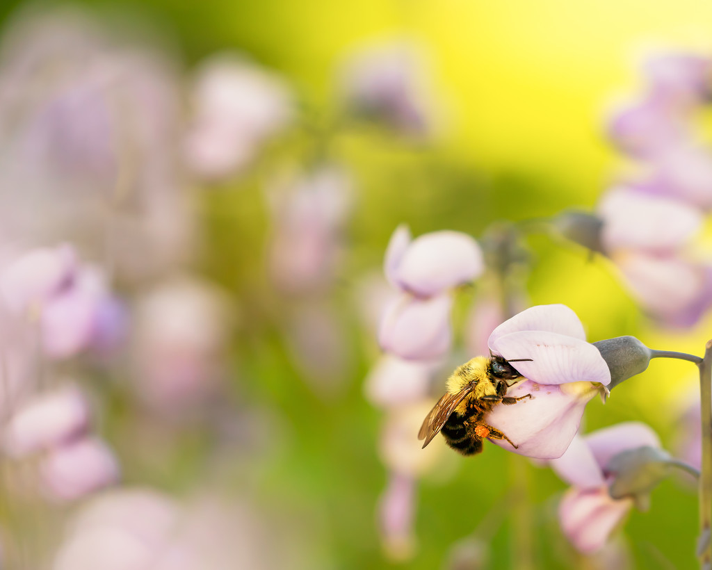 bee  in the flowers by jernst1779