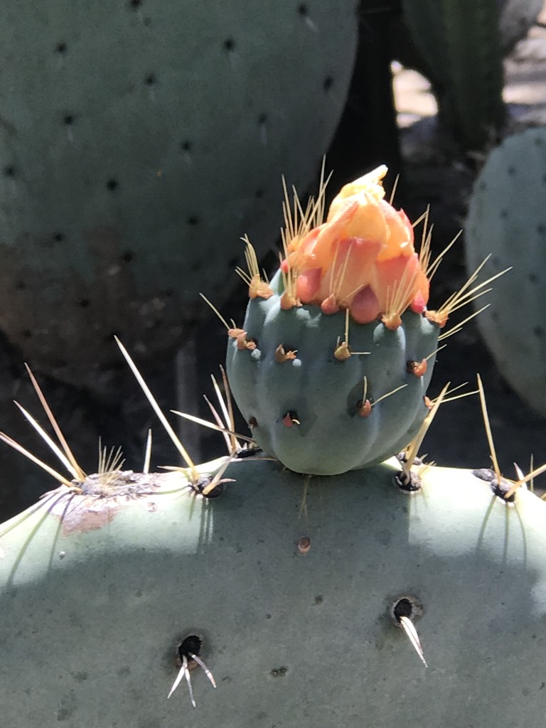 Cactus Blooming by jnadonza