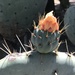 Cactus Blooming by jnadonza