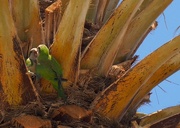 15th Jun 2019 - Green parakeets