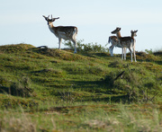 15th Jun 2019 - Deer on top of the hill