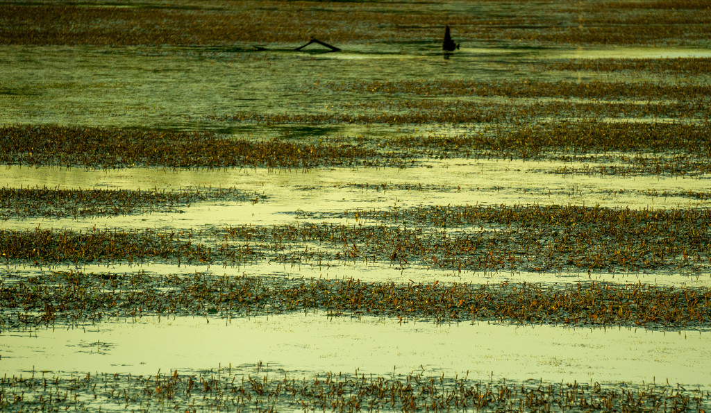 Ankeny Wetlands by granagringa