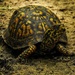 Box turtle by amyk
