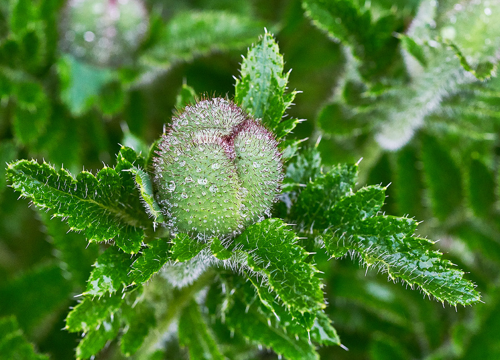 Prickly Poppy Bud by gardencat