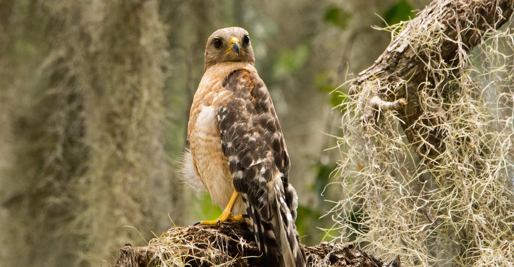 Red Shouldered Hawk on it's Perch! by rickster549