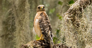 15th Jun 2019 - Red Shouldered Hawk on it's Perch!