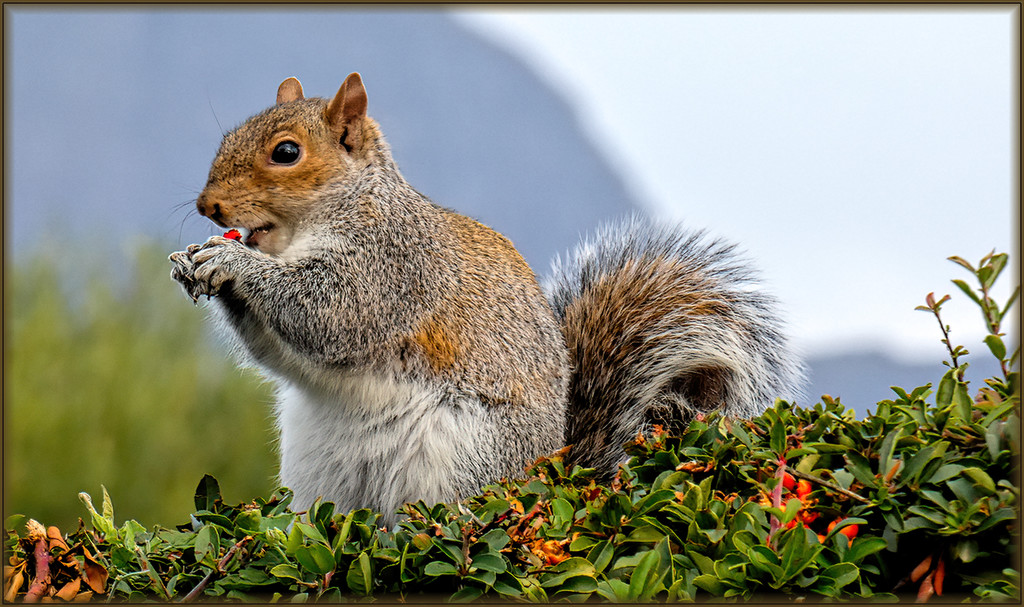 The Squirrel and his berries. by ludwigsdiana