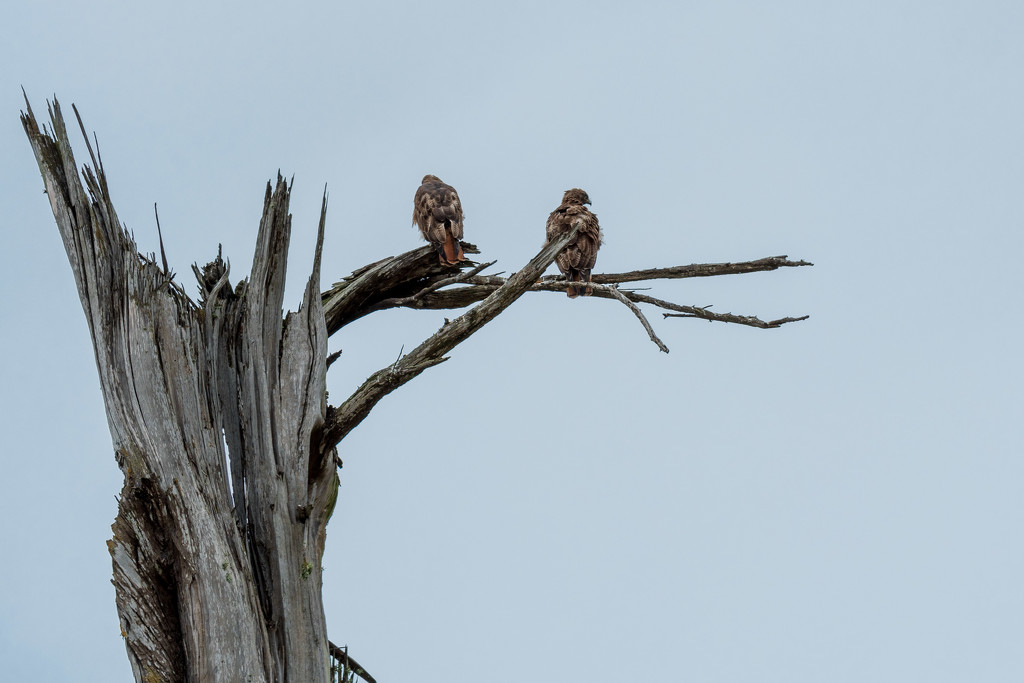 Red-tailed Pair by nicoleweg