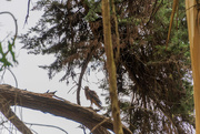 14th Jun 2019 - Juvenile Red-shouldered hawk