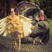 The Turkey Tango by helenw2