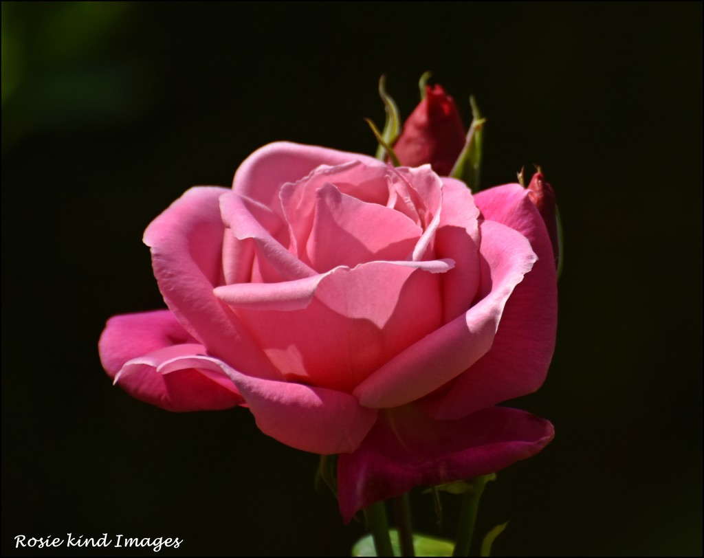 A rose in June by rosiekind