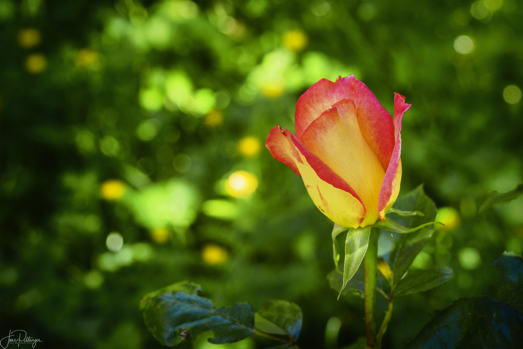 Two Tone Rose with Bokeh by jgpittenger