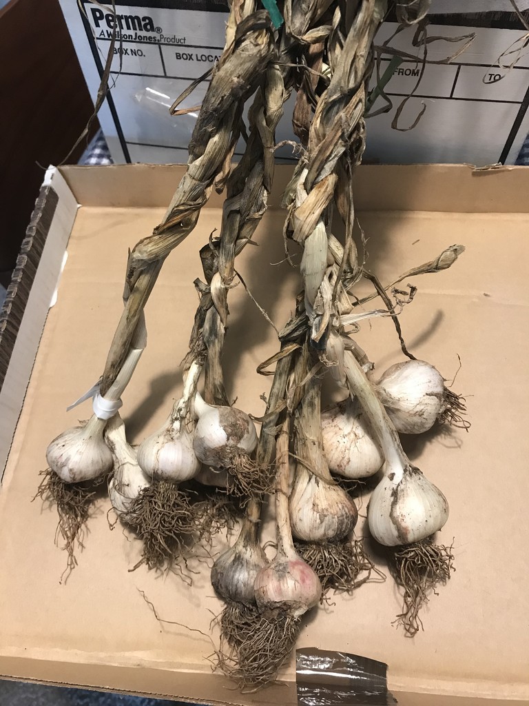 Garlic Harvest  by gratitudeyear