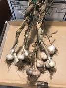 16th Jun 2019 - Garlic Harvest 