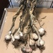 Garlic Harvest  by gratitudeyear