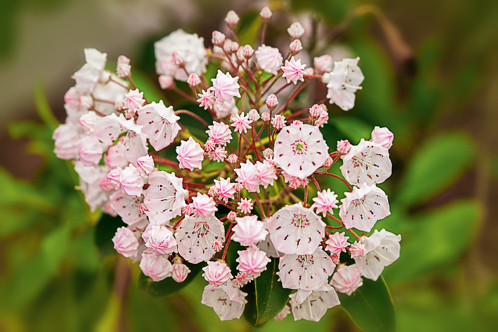 The mountain laurel is blooming by jernst1779