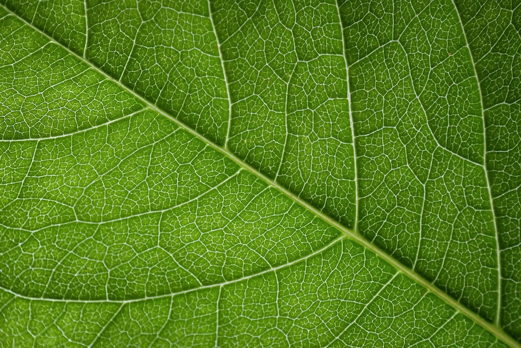 Leaf up close by vera365