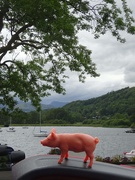 16th Jun 2019 - piglet goes to Waterhead in two parts
