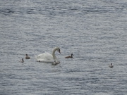 16th Jun 2019 - swan and cygnets on Windermere