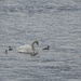 swan and cygnets on Windermere by anniesue