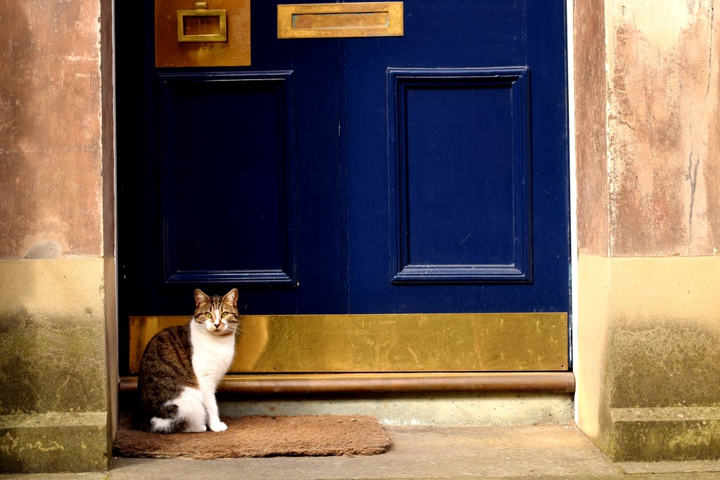 cat and door by christophercox