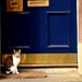cat and door by christophercox