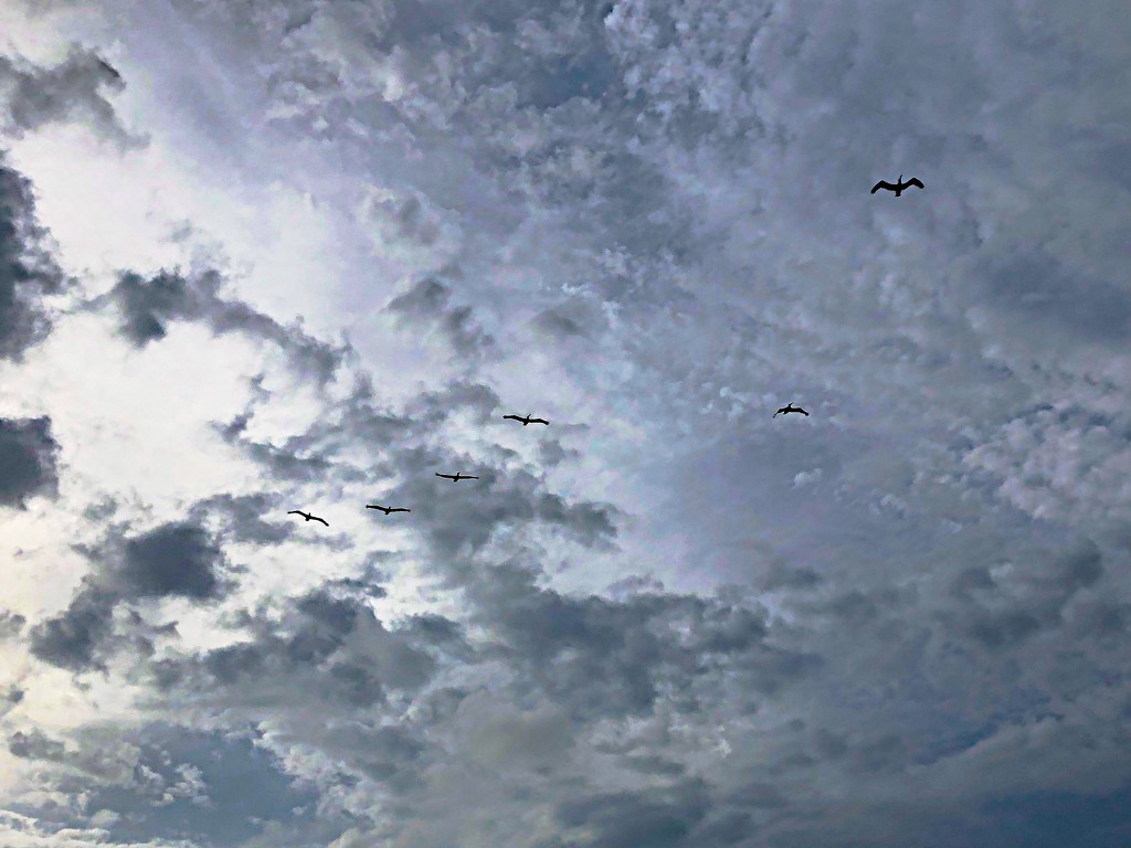 Pelicans soaring in an afternoon sky in Charleston by congaree