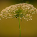 The beauty of Queen Anne’s Lace  by samae