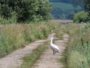 16th Jun 2019 - Why did the swan cross the road....