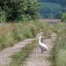 Why did the swan cross the road.... by julienne1