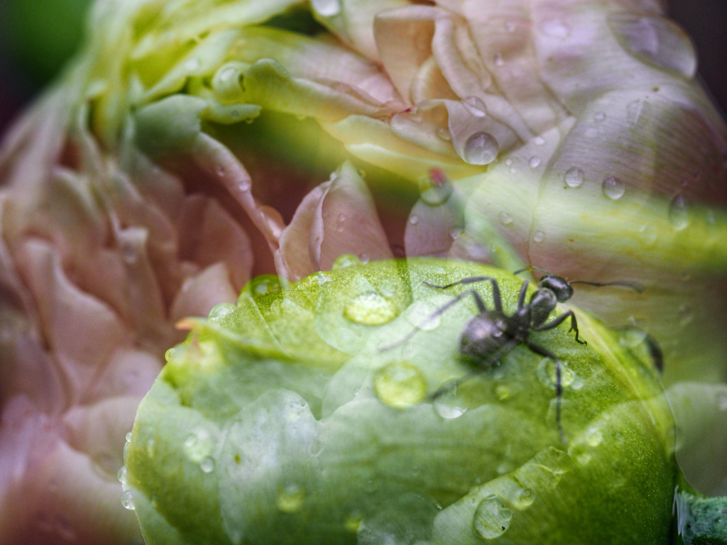 Ant and Peonies  by tosee