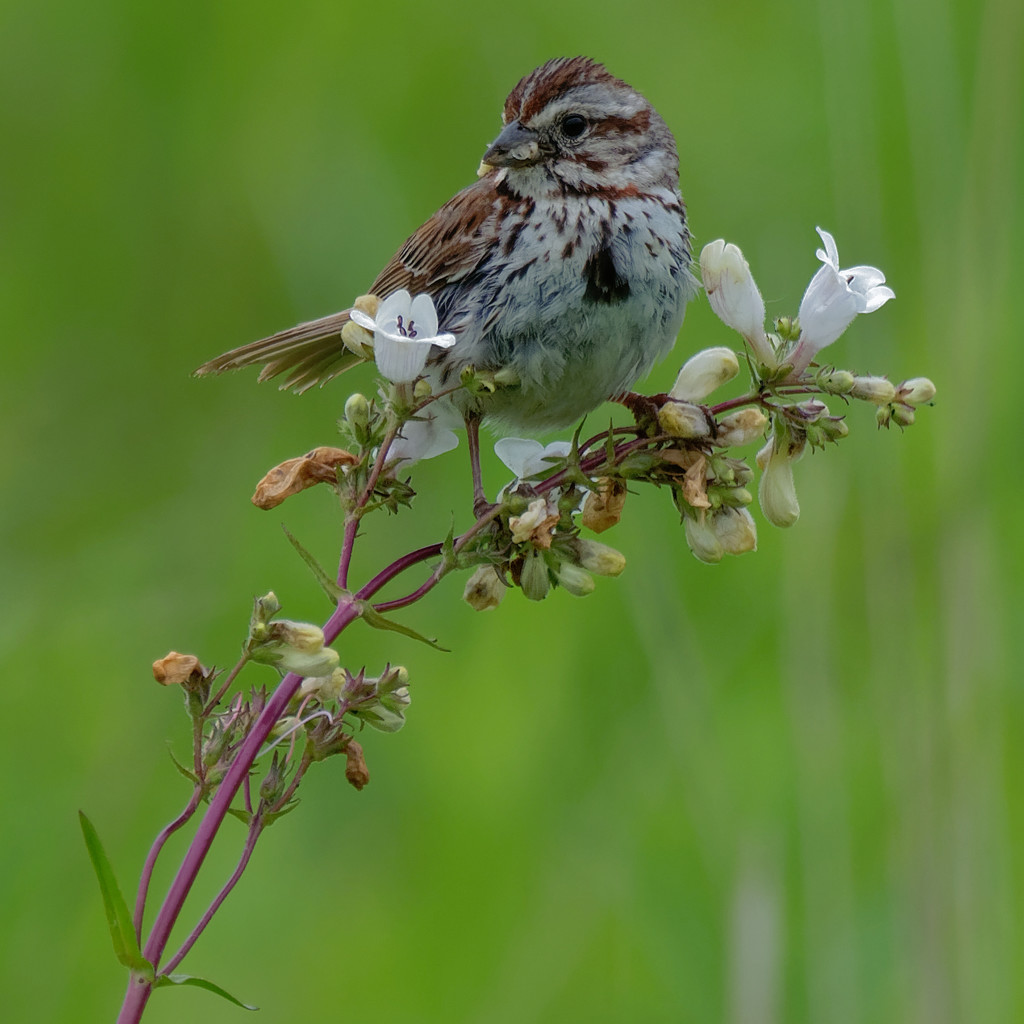 song sparrow foxglove by rminer