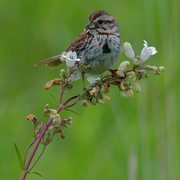 16th Jun 2019 - song sparrow foxglove