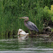great blue heron wading by rminer