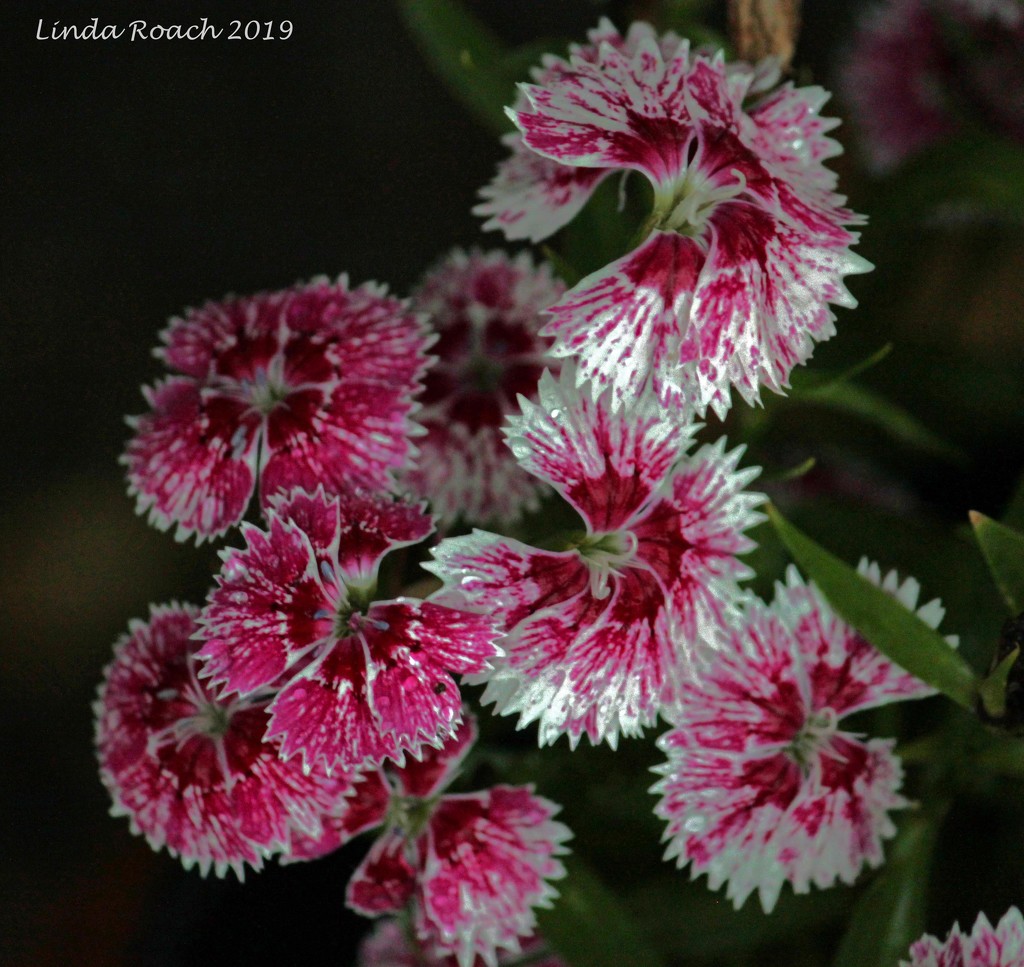 Dianthus after the rain by grannysue