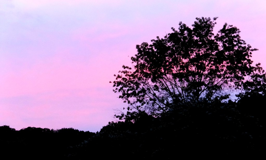Pink And Purple Dusk by linnypinny