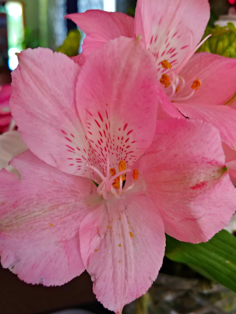 Flowers In Pink  by jo38