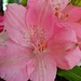 Flowers In Pink  by jo38