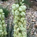 Blooming Yucca by sandlily