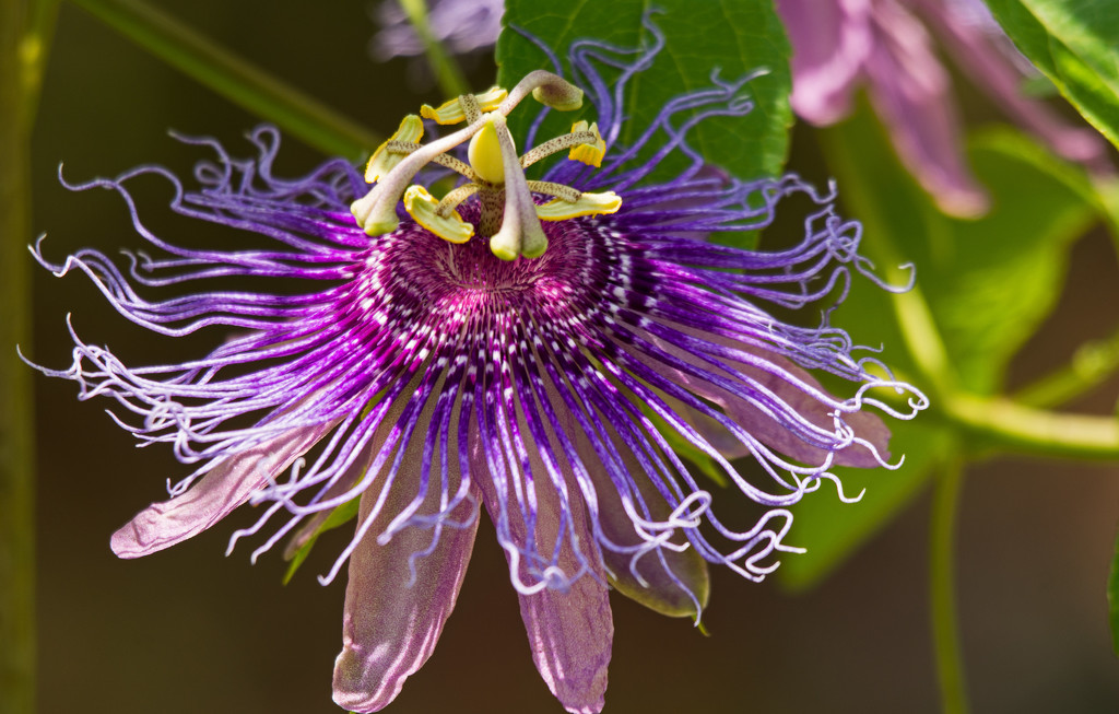 Passion Flower in all of It's Glory! by rickster549