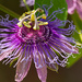 Passion Flower in all of It's Glory! by rickster549