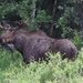 ~Moose~ by crowfan