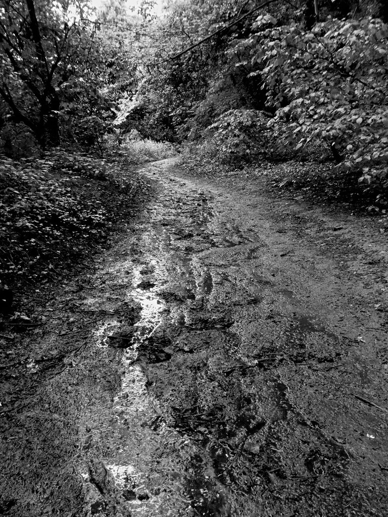 Muddy Path by allsop