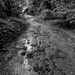 Muddy Path by allsop