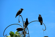 17th Jun 2019 - Three Starlings