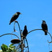 Three Starlings by davemockford