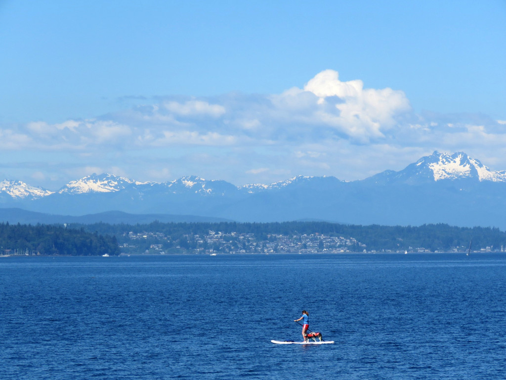 Paddleboarder and Two Dogs by seattlite