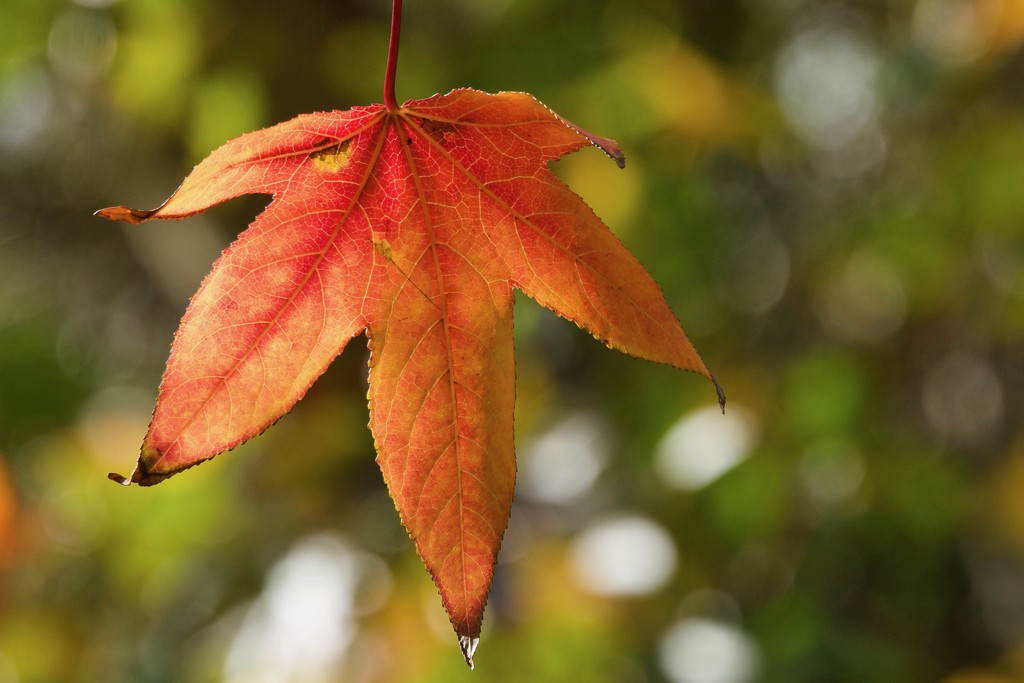 Autumn Colours_DSC2827  by merrelyn