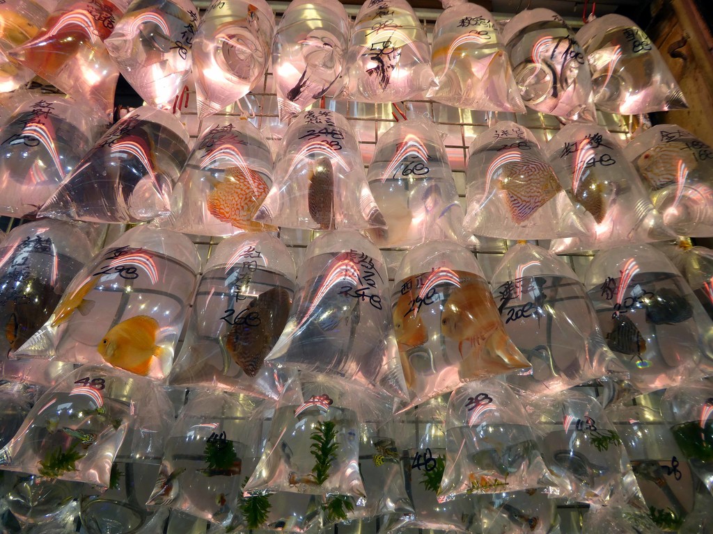 Goldfish Market by cmp