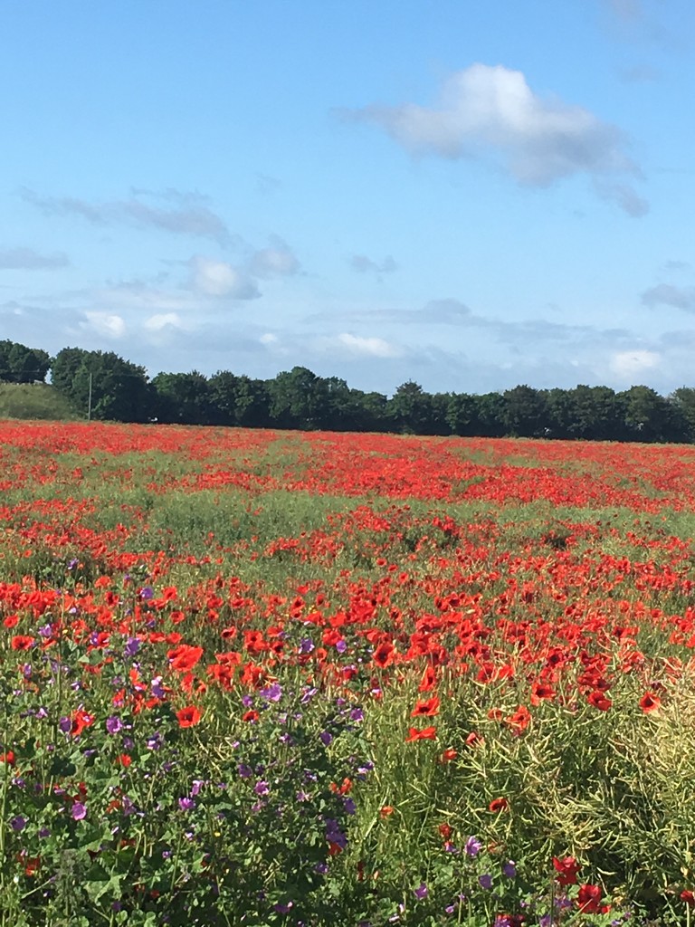 Poppy field by 365anne